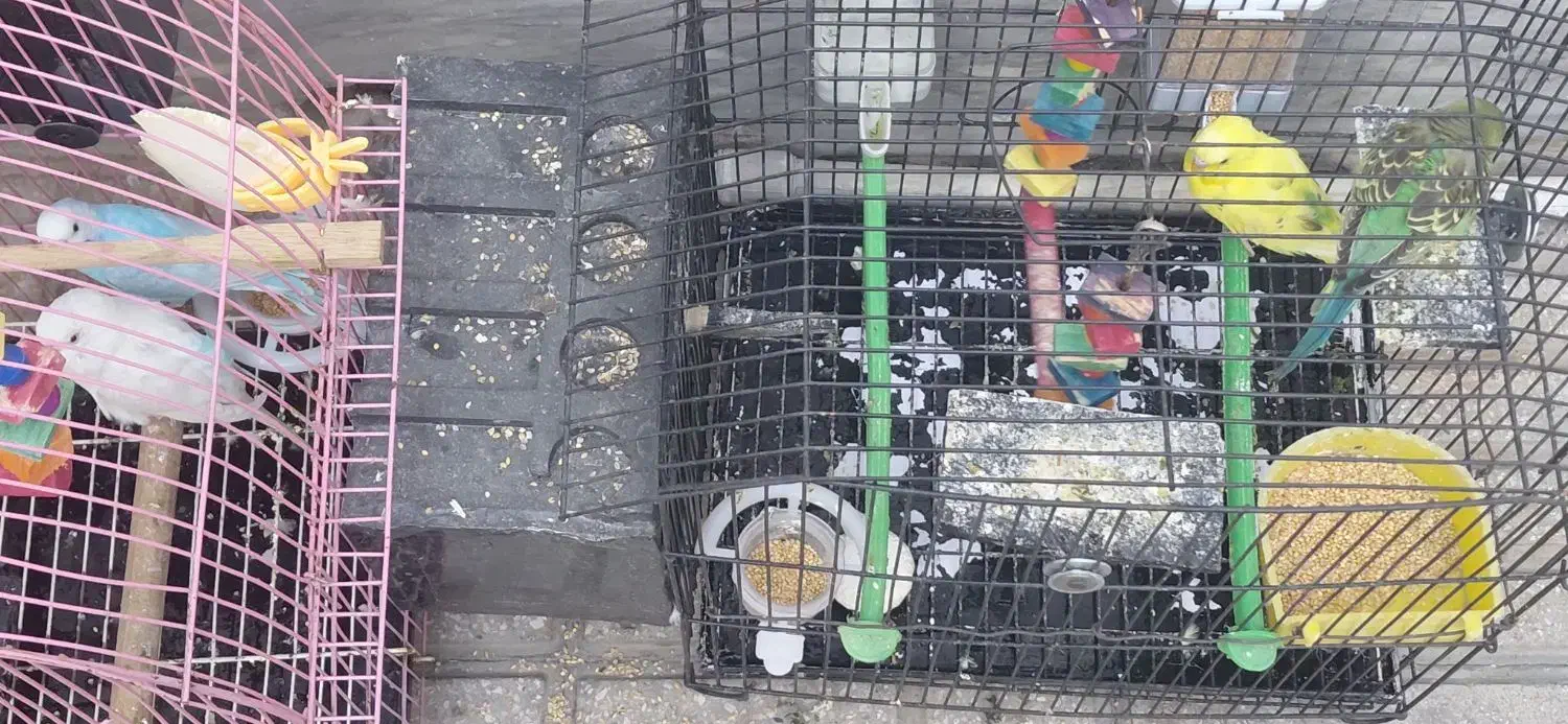 مرغ عشق|پرنده|ری, جوانمرد قصاب|دیوار