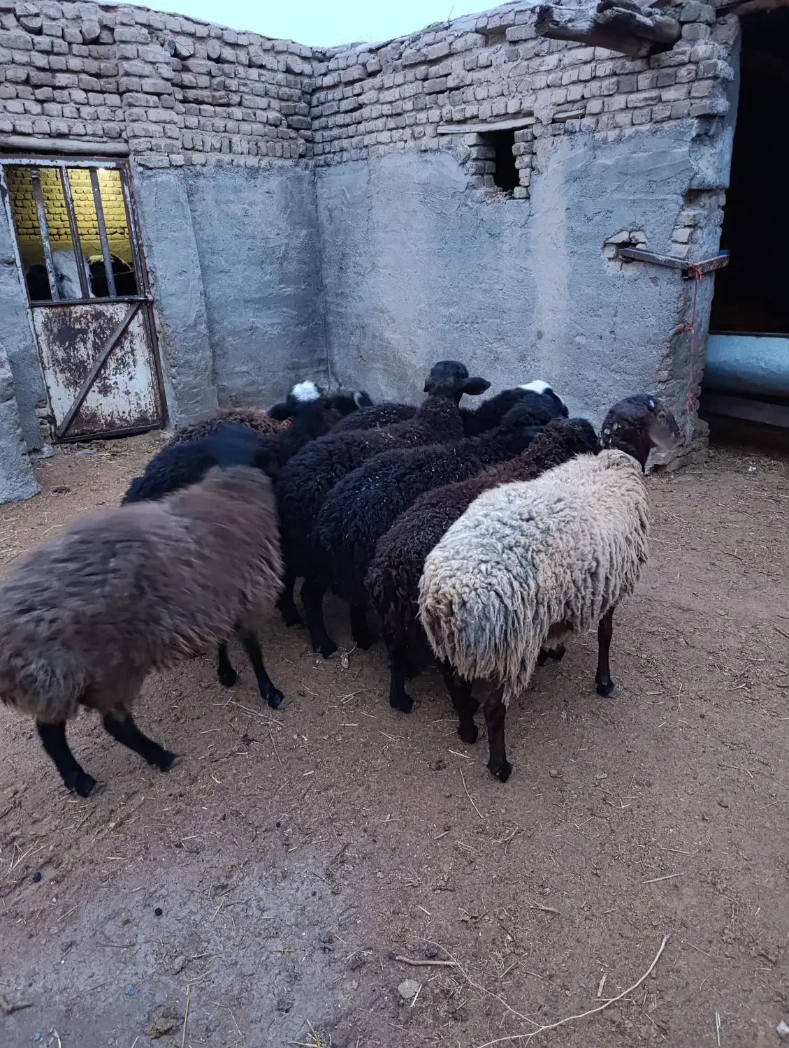 بره نر چاق|حیوانات مزرعه|بوئین زهرا, |دیوار