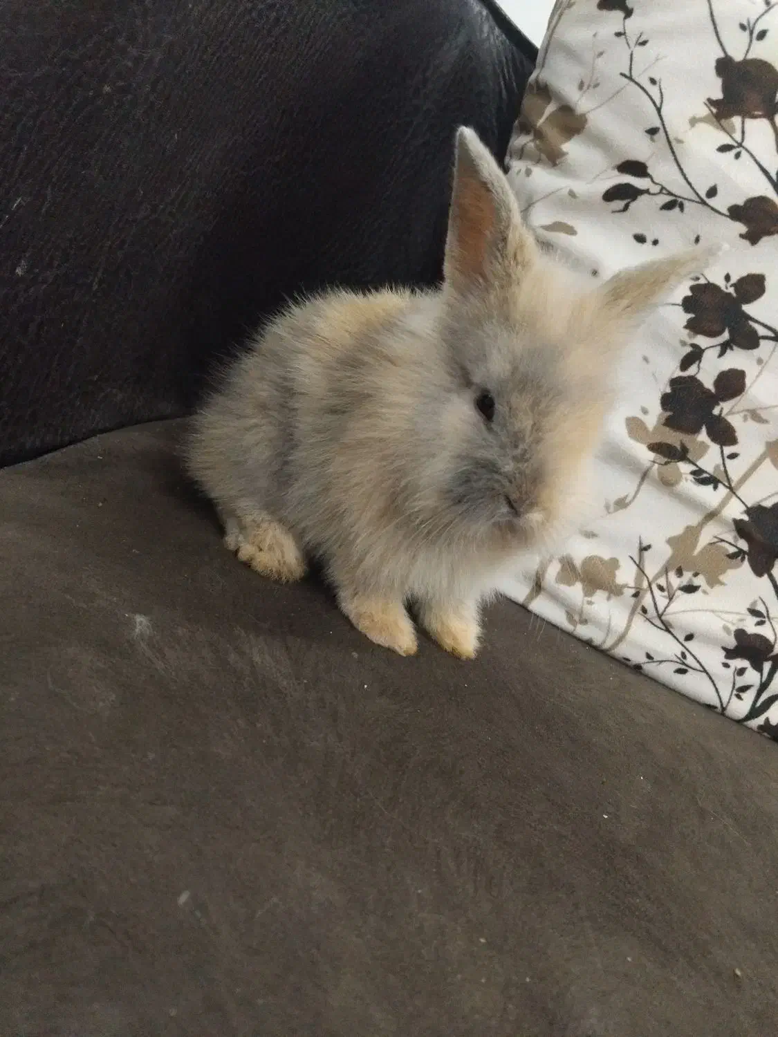 خرگوش لپ|موش و خرگوش|سبزوار, کهنه آب|دیوار