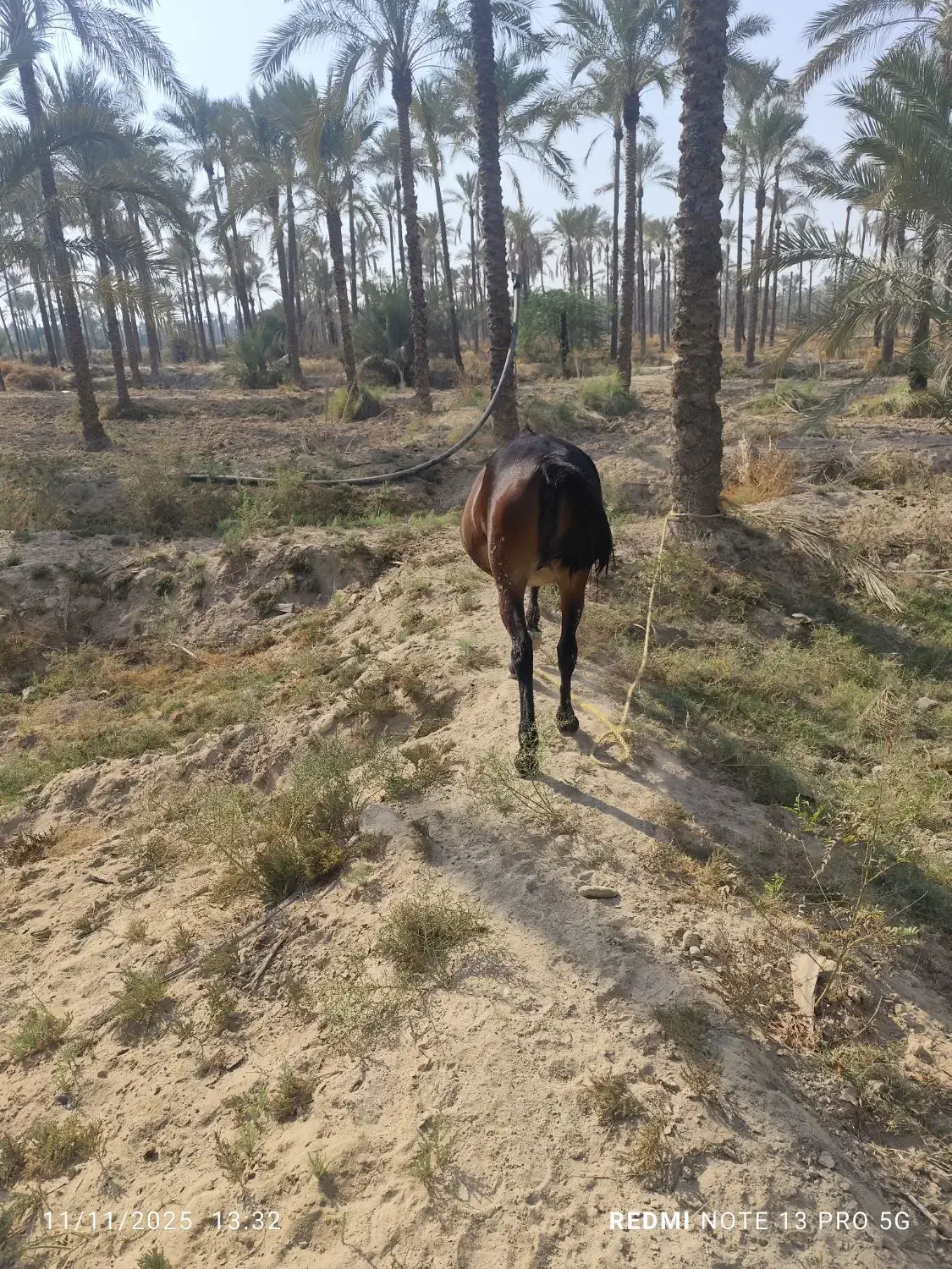 اسب مادیون|اسب و تجهیزات اسبسواری|برازجان, |دیوار