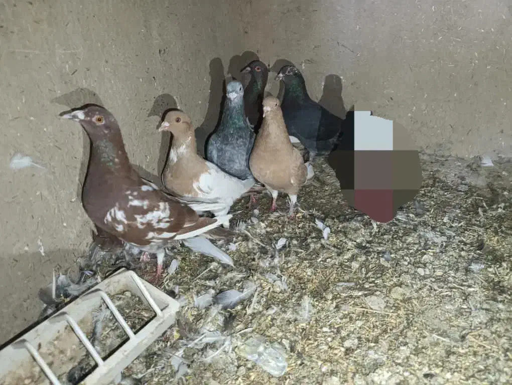 یهودی|پرنده|آشخانه, |دیوار