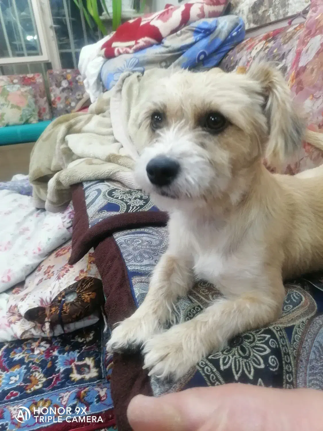 واگذاری پاپی اسپیتزماده|سگ|نجف‌آباد, بازار|دیوار