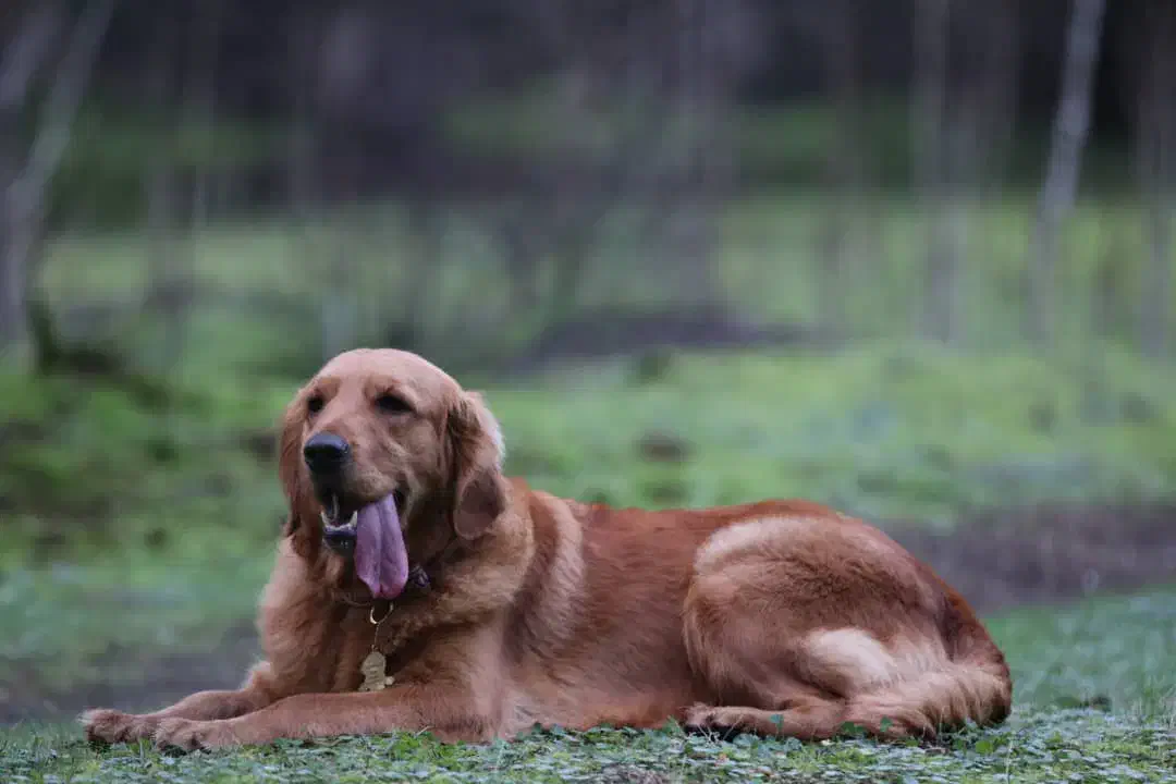 گمشده سگ گلدن|حیوانات|دماوند, دماوند|دیوار