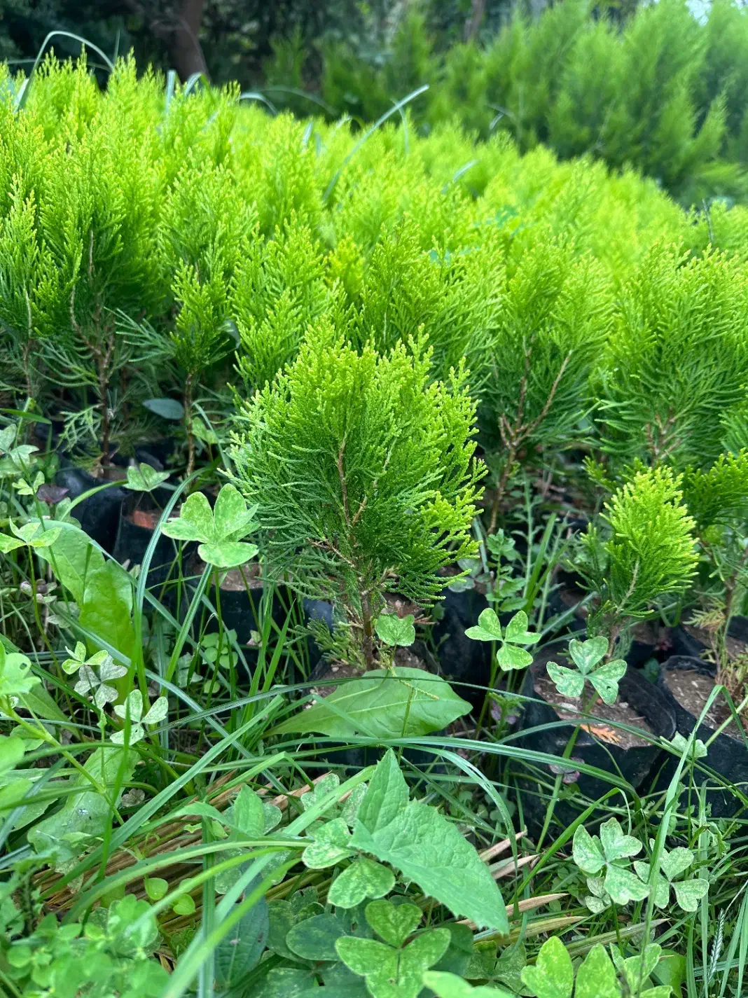 فروش نشا کامیس طلایی|خدمات باغبانی و درختکاری|شیرود, |دیوار