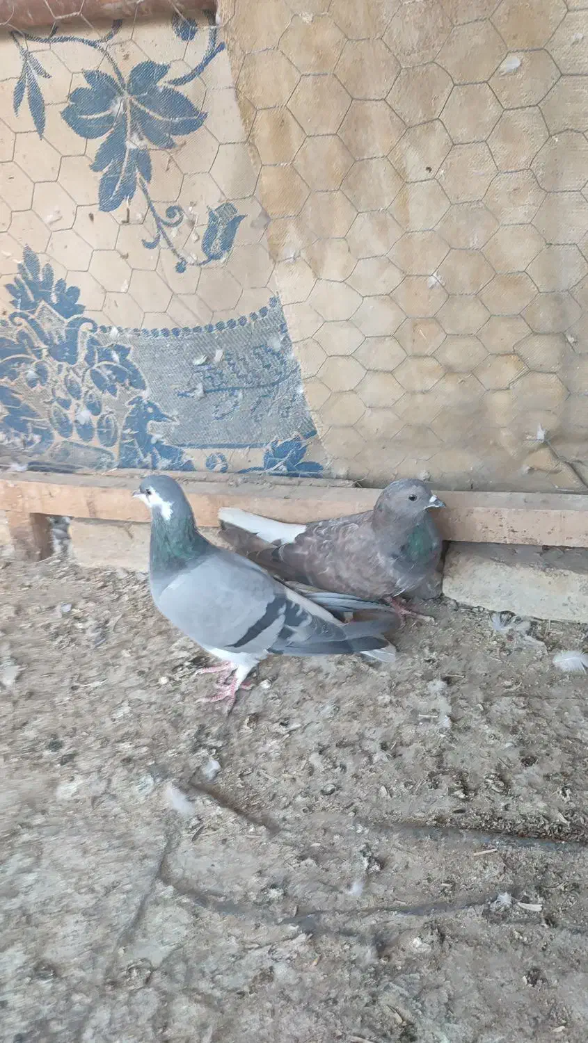 کبوتر سیمونی وکبوتر سینه خرقه کامل دمگیر|پرنده|اصفهان, طامه|دیوار