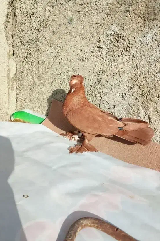 کبوتر|پرنده|مبارکه, |دیوار