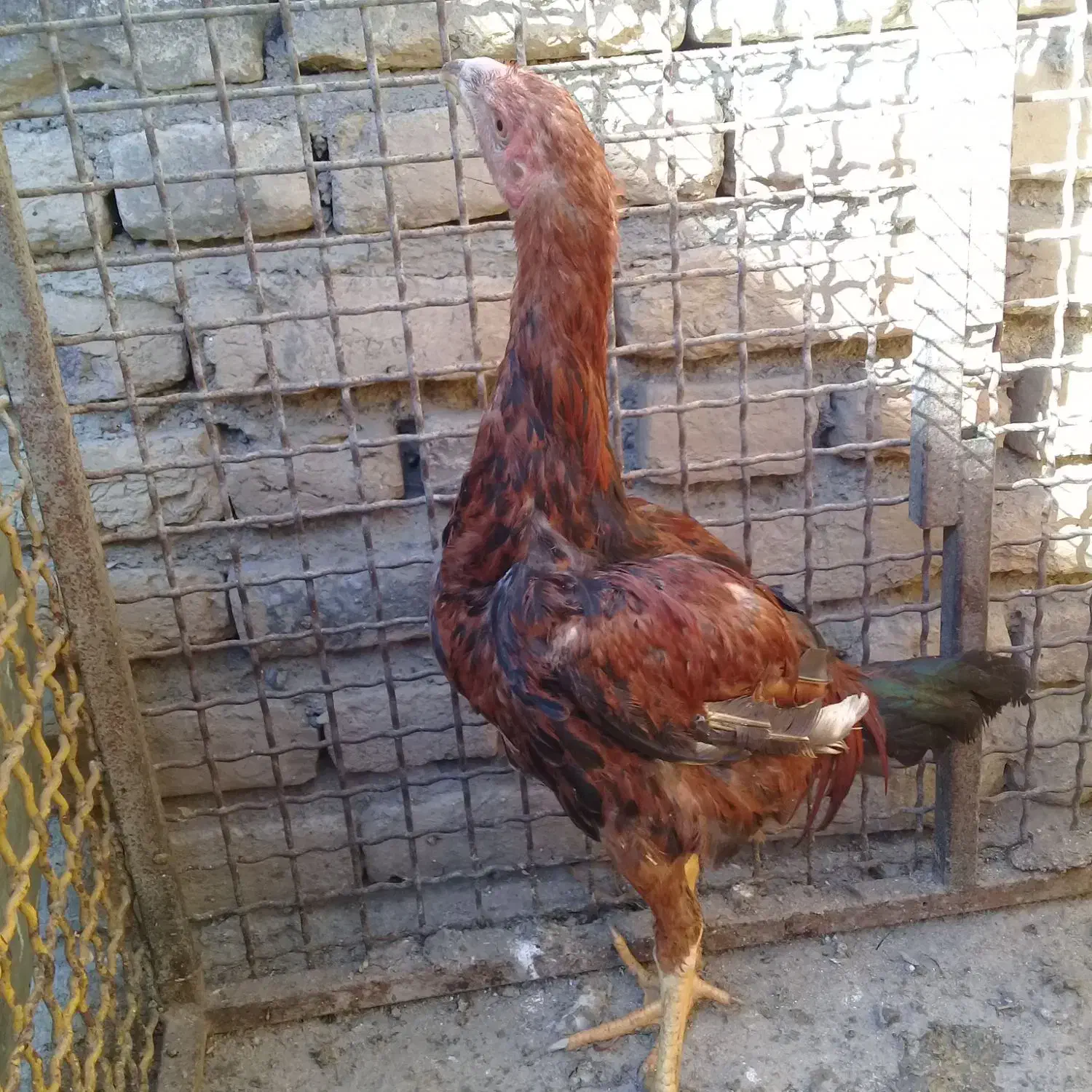 لاری نسل ظمانتی قابل استعلام|حیوانات مزرعه|چالدران, |دیوار