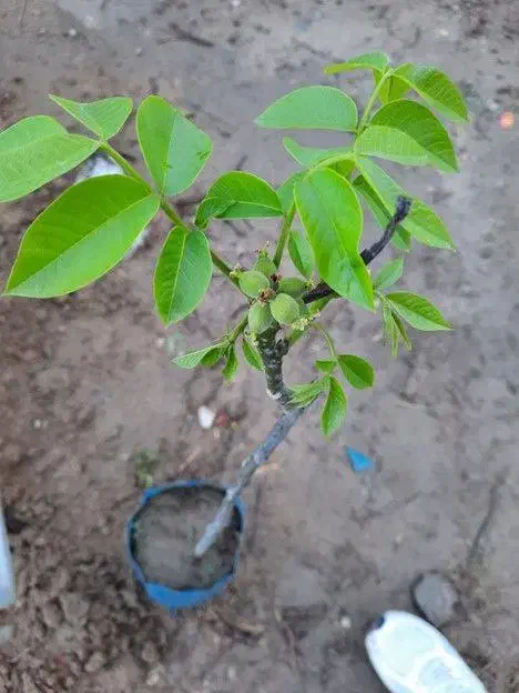 نهالستان غرب نهال دارای ارقام متنوع نهال دیرگل|خدمات باغبانی و درختکاری|خرم‌آباد, |دیوار