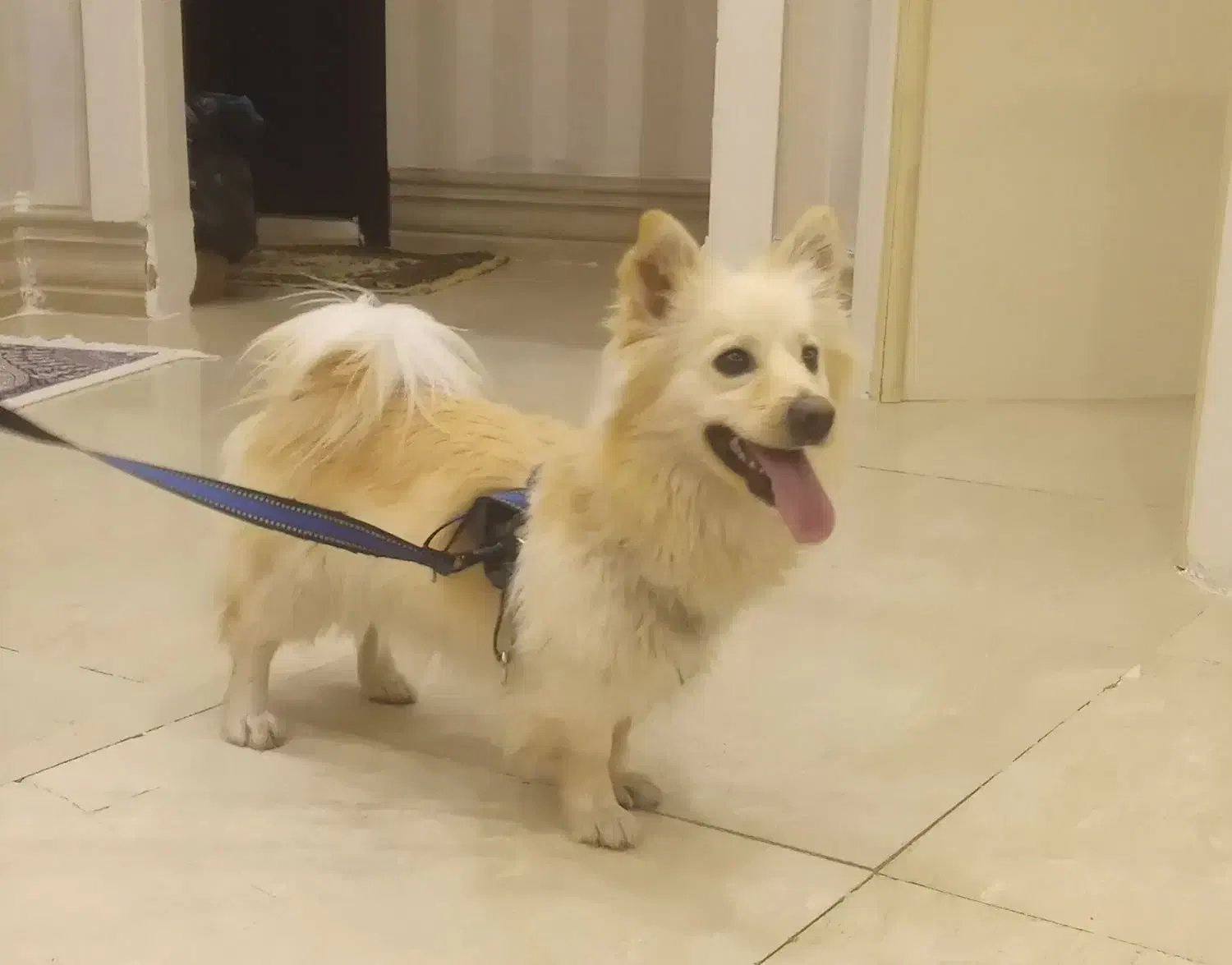 سگ‌خانگی|سگ|سلماس, |دیوار