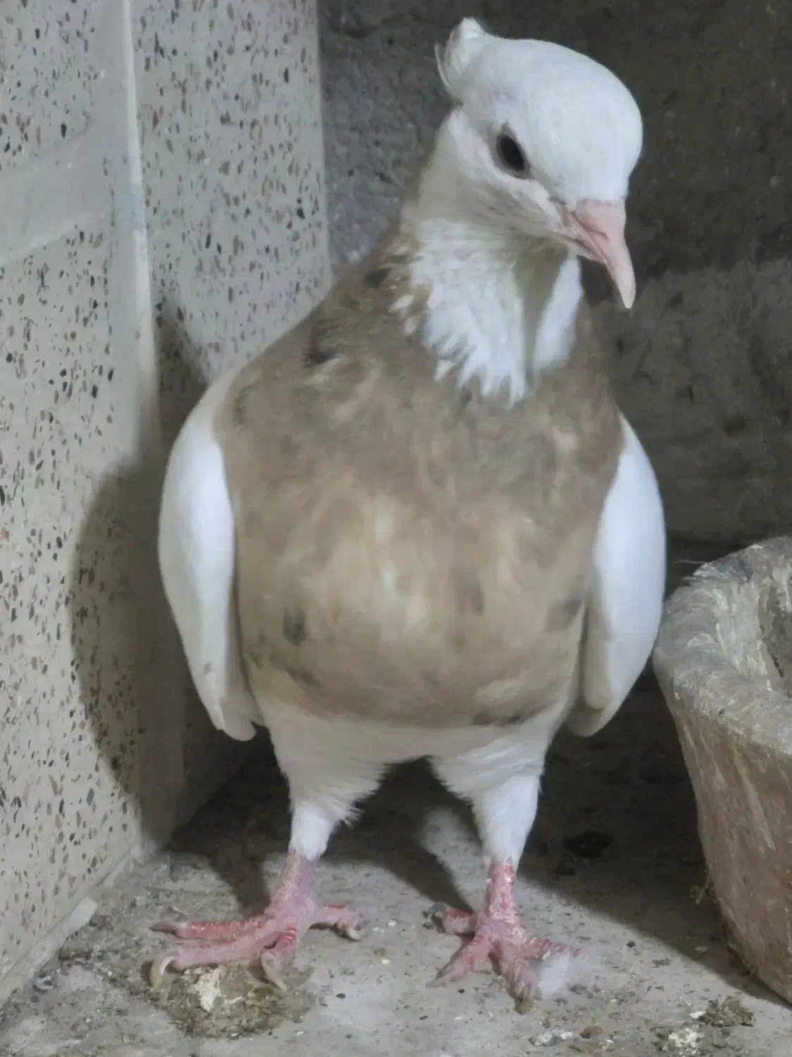 کبوتر طوقی|پرنده|پاکدشت, پاکدشت (مامازند)|دیوار