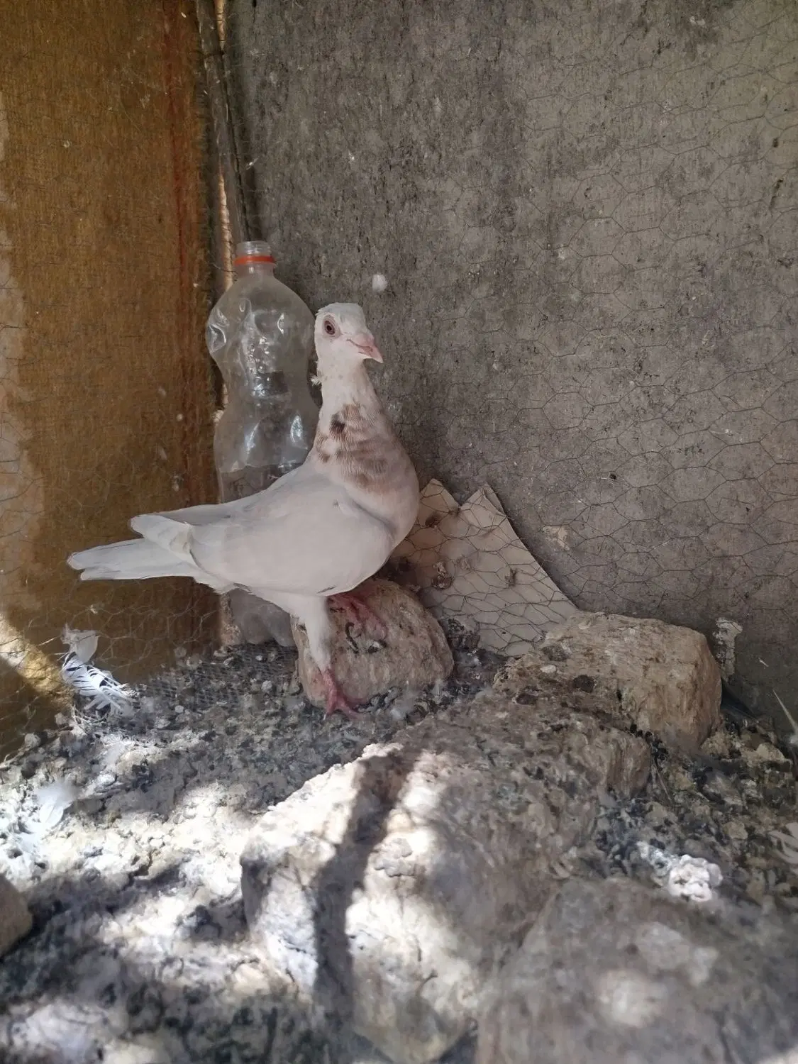 کبوتر|پرنده|خوسف, |دیوار