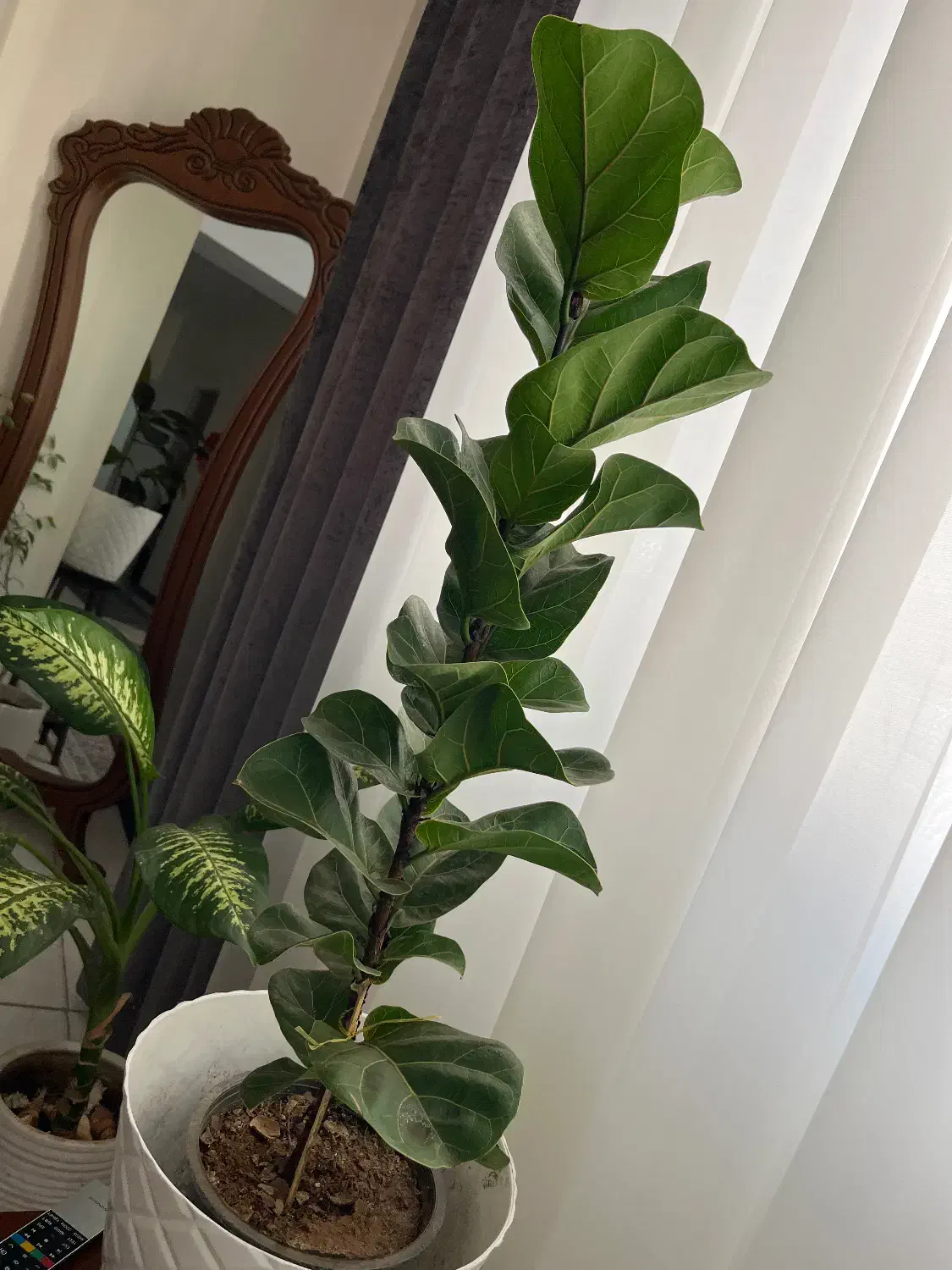 گل فیکوس لیراتا|گل و گیاه طبیعی|محمدشهر, ولدآباد|دیوار