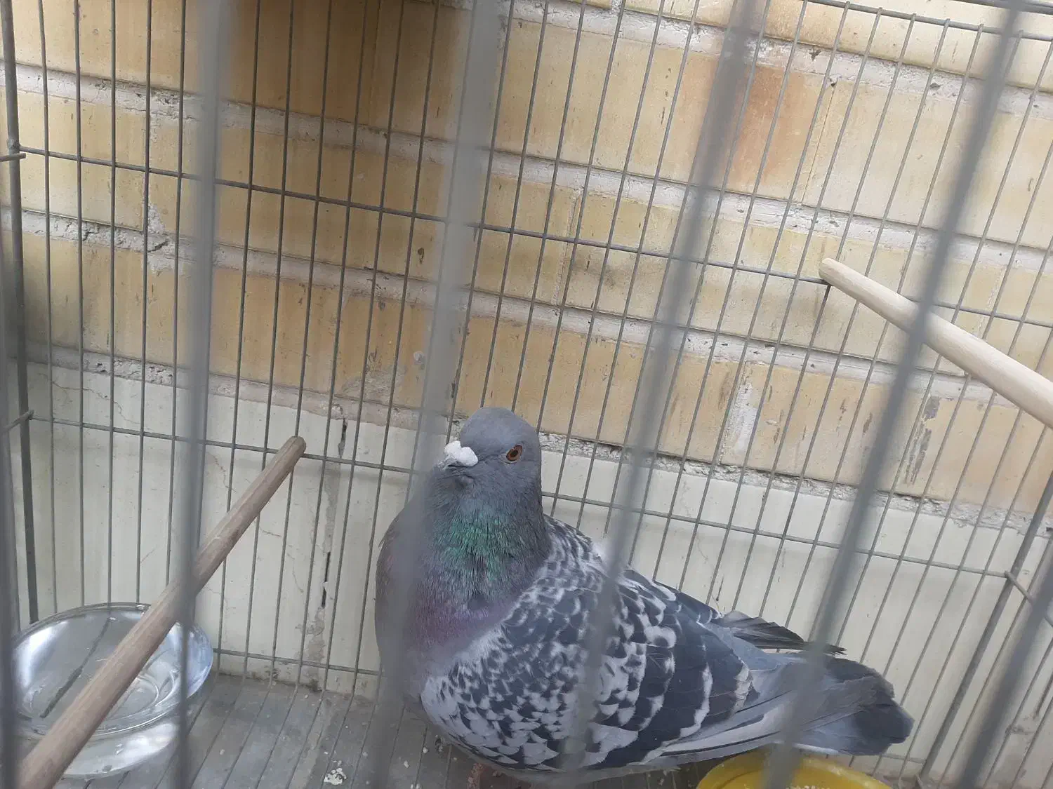 کبوتر|پرنده|فولادشهر, B5|دیوار