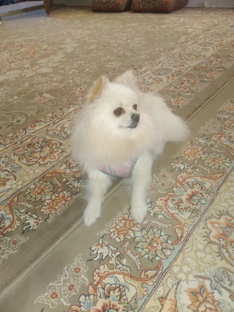 سگ پامر|سگ|اردکان, |دیوار