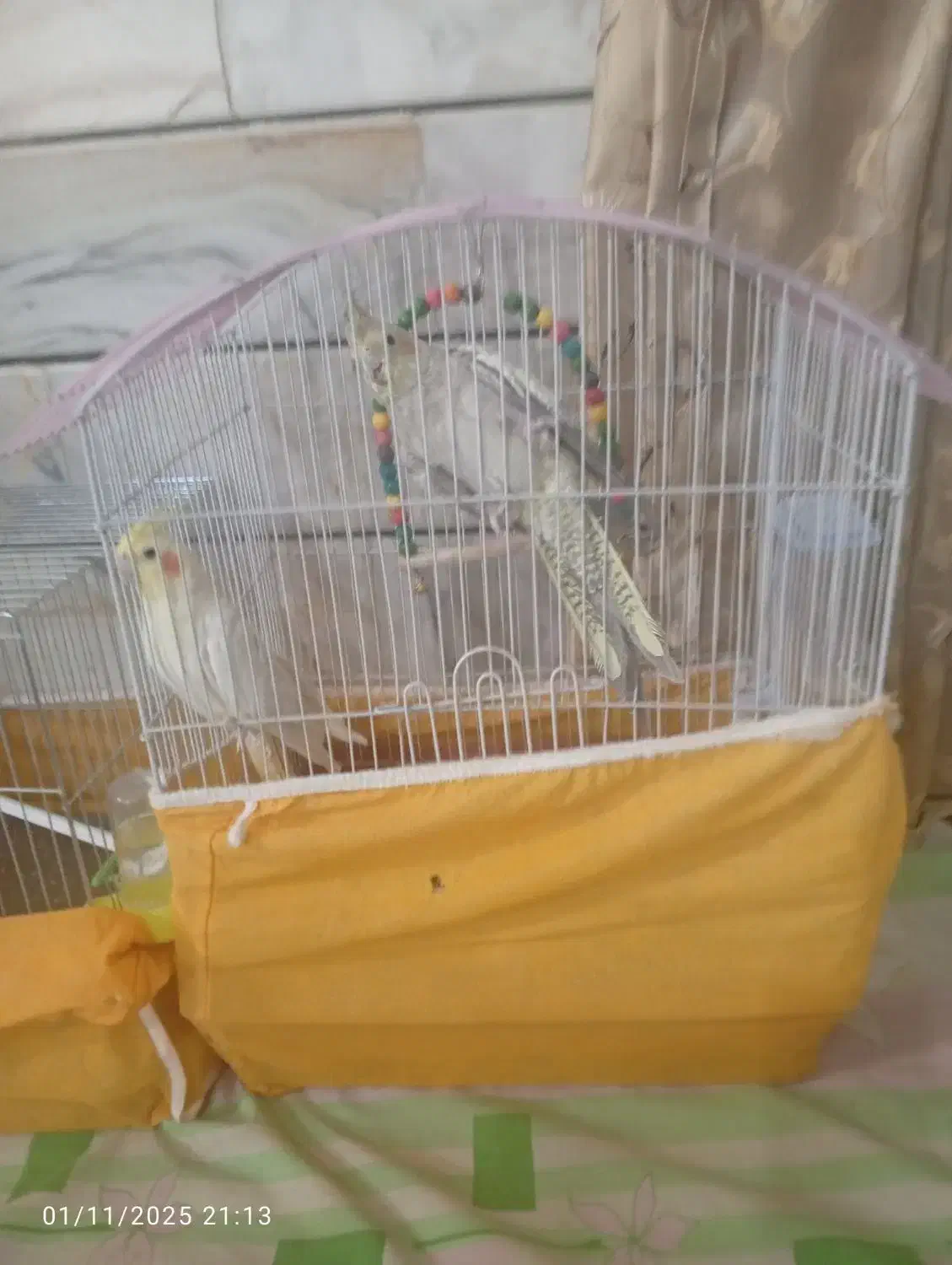 پرنده|پرنده|ابریشم, |دیوار