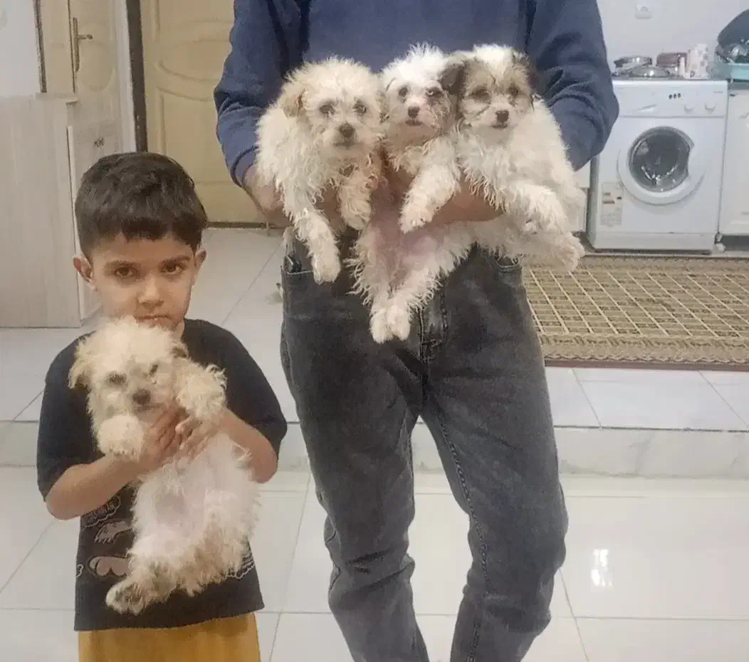 توله پاکوتاه|سگ|بجنورد, |دیوار