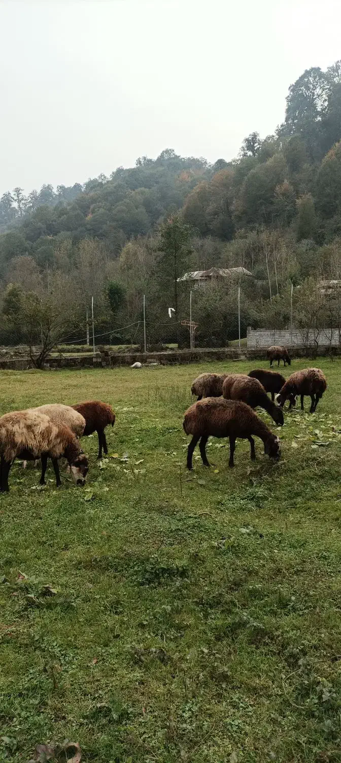 میش جنس دار آبستن|حیوانات مزرعه|آلاشت, |دیوار