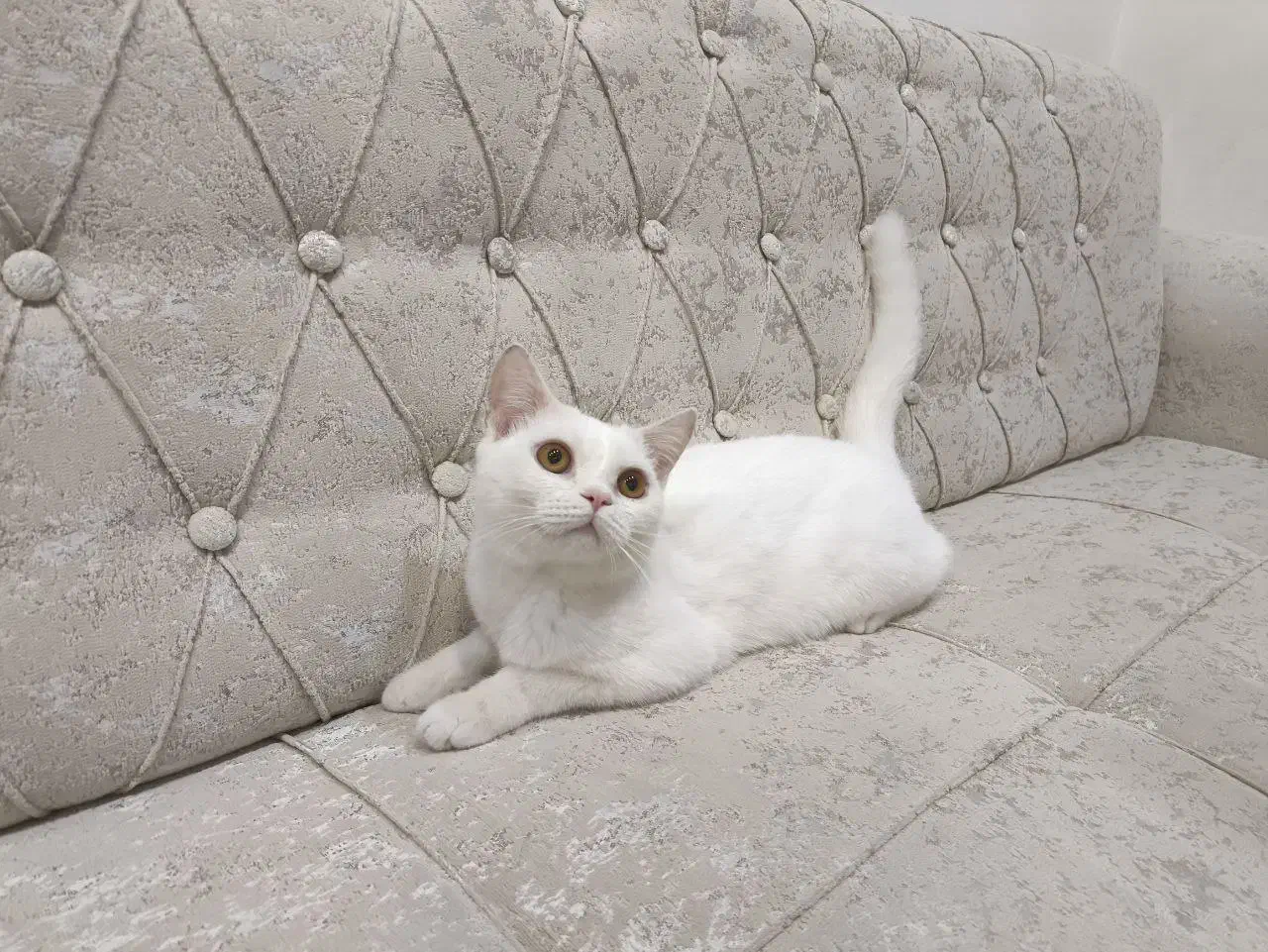 گربه نر برینیش ۸ ماهه|گربه|بابلسر, |دیوار