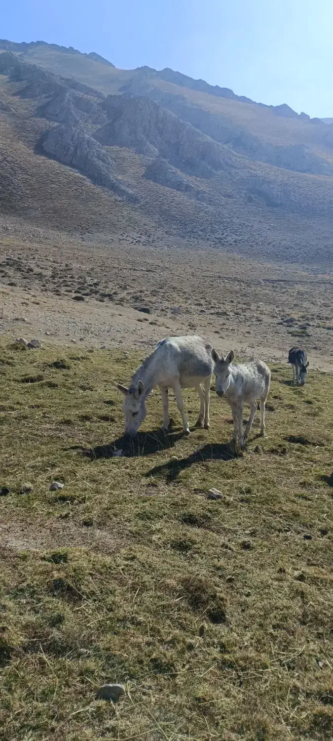 خر ماده (الاغ) باری و گله ای همراه با کره|حیوانات مزرعه|سمنان, |دیوار