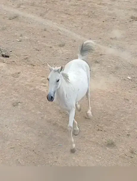 فروش اسب مادیان ترکی|اسب و تجهیزات اسبسواری|شهرضا, |دیوار