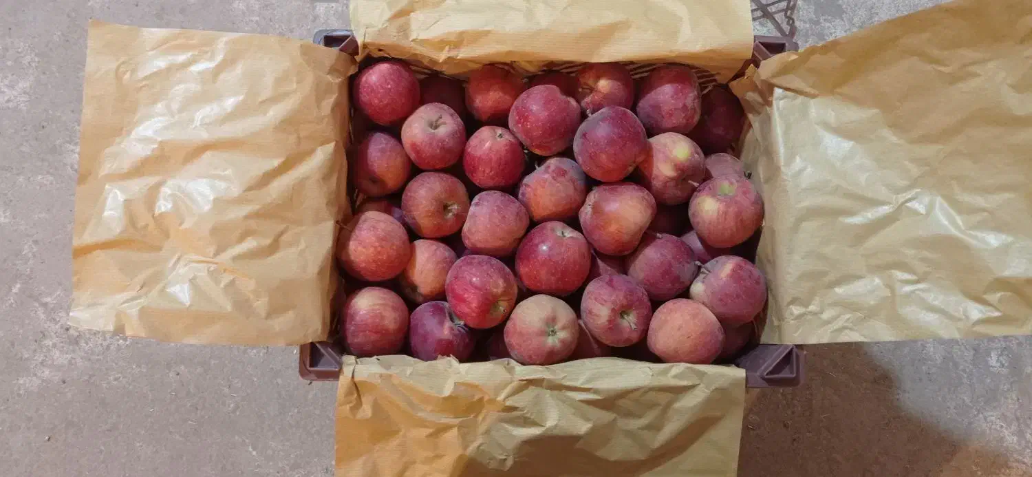 فروش سیب درجه 2|حراج|مراغه, |دیوار