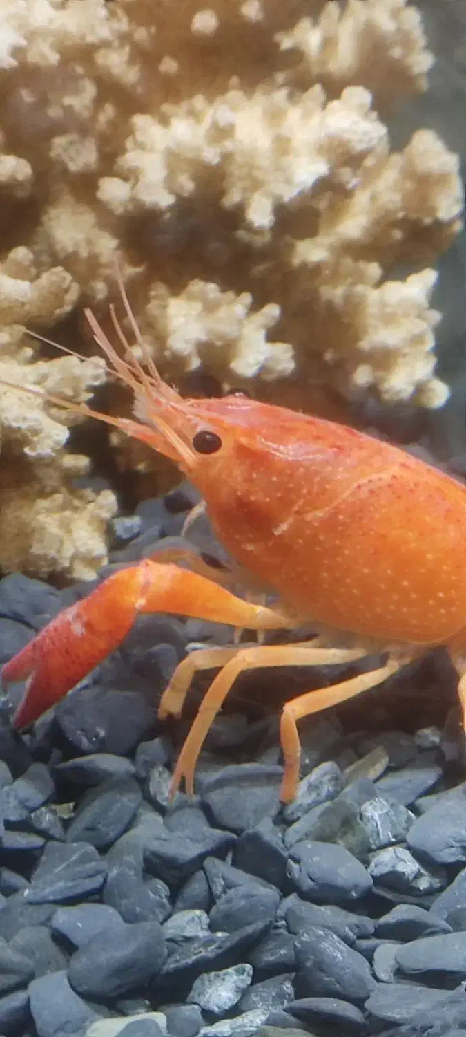 ماهی آکواریوم .لاوستر|ماهی|دماوند, دماوند|دیوار