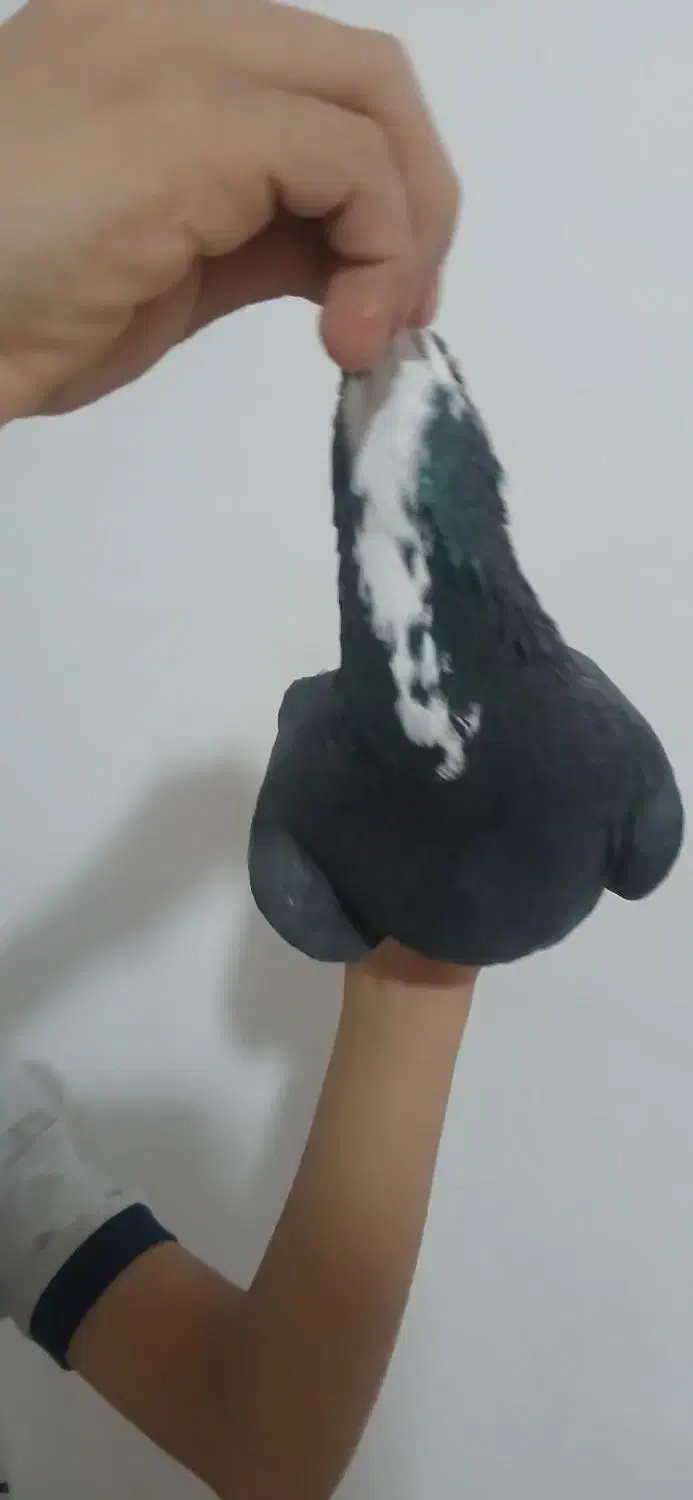 فروش کبوتر|پرنده|کرمان, |دیوار