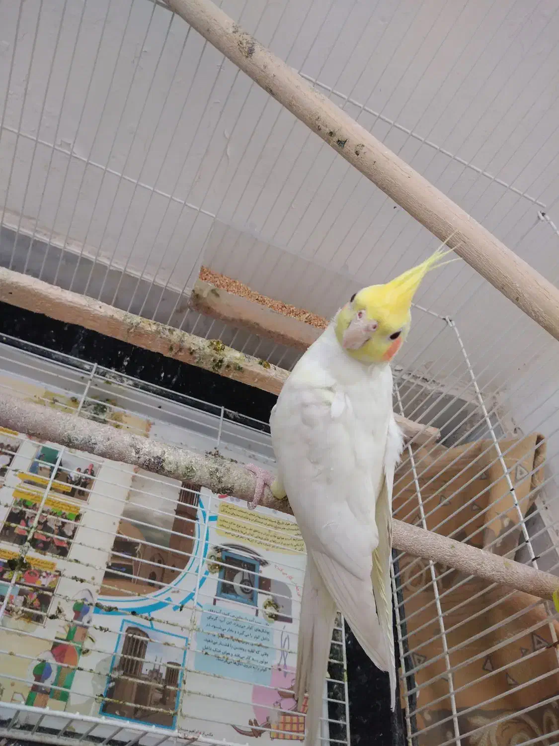 عروس هلندی|پرنده|نیشابور, محله میدان باغات|دیوار