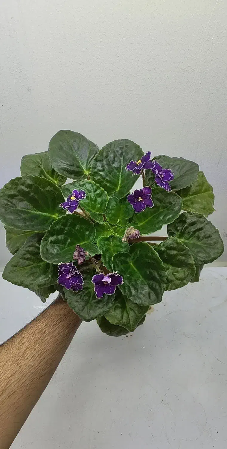 تعدادی بنفشه آفریقایی|گل و گیاه طبیعی|تهران, اختیاریه|دیوار