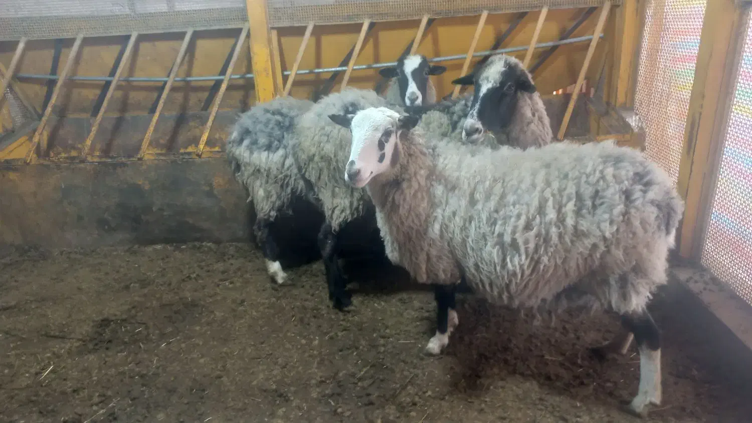 گوسفند رومانف اصل|حیوانات مزرعه|خسروشاه, |دیوار