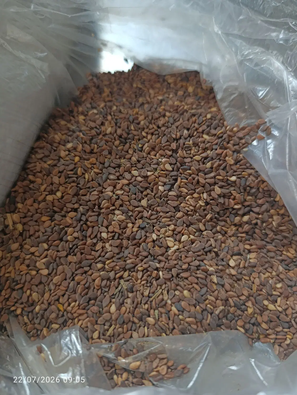 کنجد|گل و گیاه طبیعی|برازجان, |دیوار