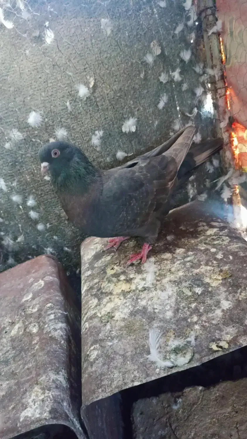 ماده چشم نوک سفید|پرنده|عنبرآباد, |دیوار