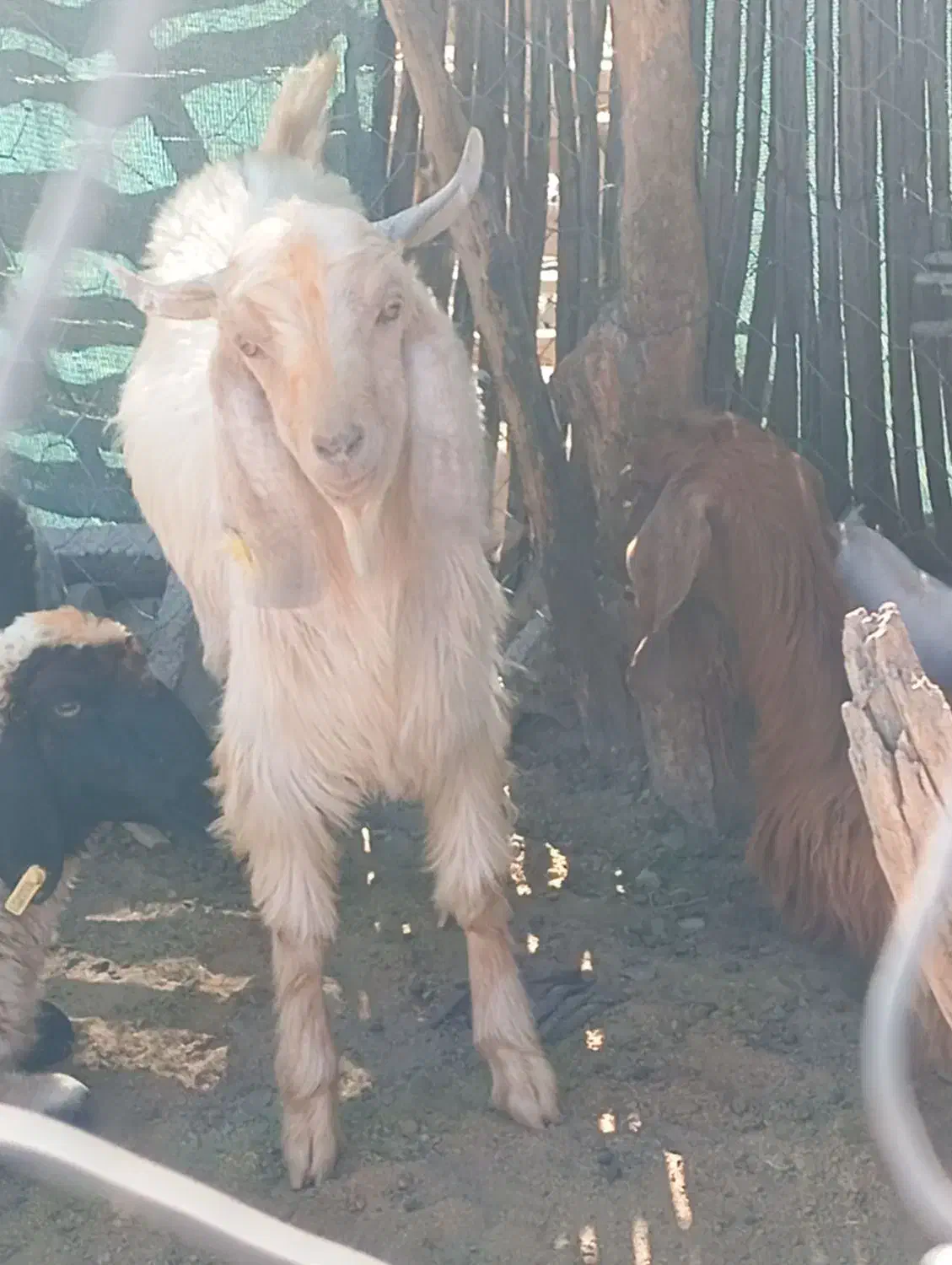 فروش بزغاله نر|حیوانات مزرعه|کهنوج, |دیوار