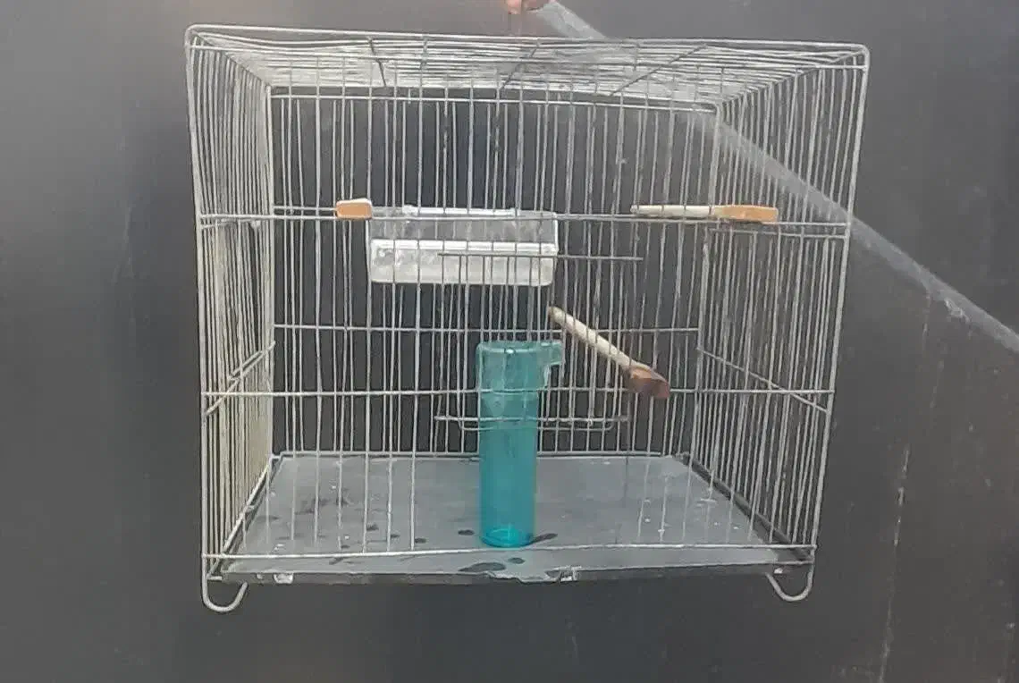 ۳ عددقفس پرنده|لوازم جانبی حیوانات|قائمشهر, |دیوار