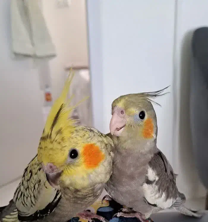 عروس هلندی|پرنده|تهران, مشیریه|دیوار