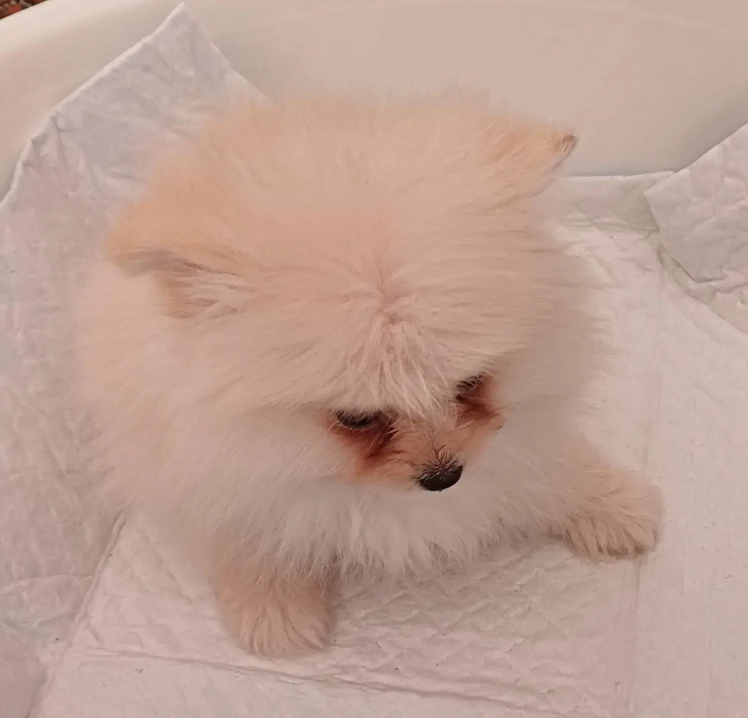 توله سگ پامرین خرسی عروسکی|سگ|قدس, شهرقدس|دیوار