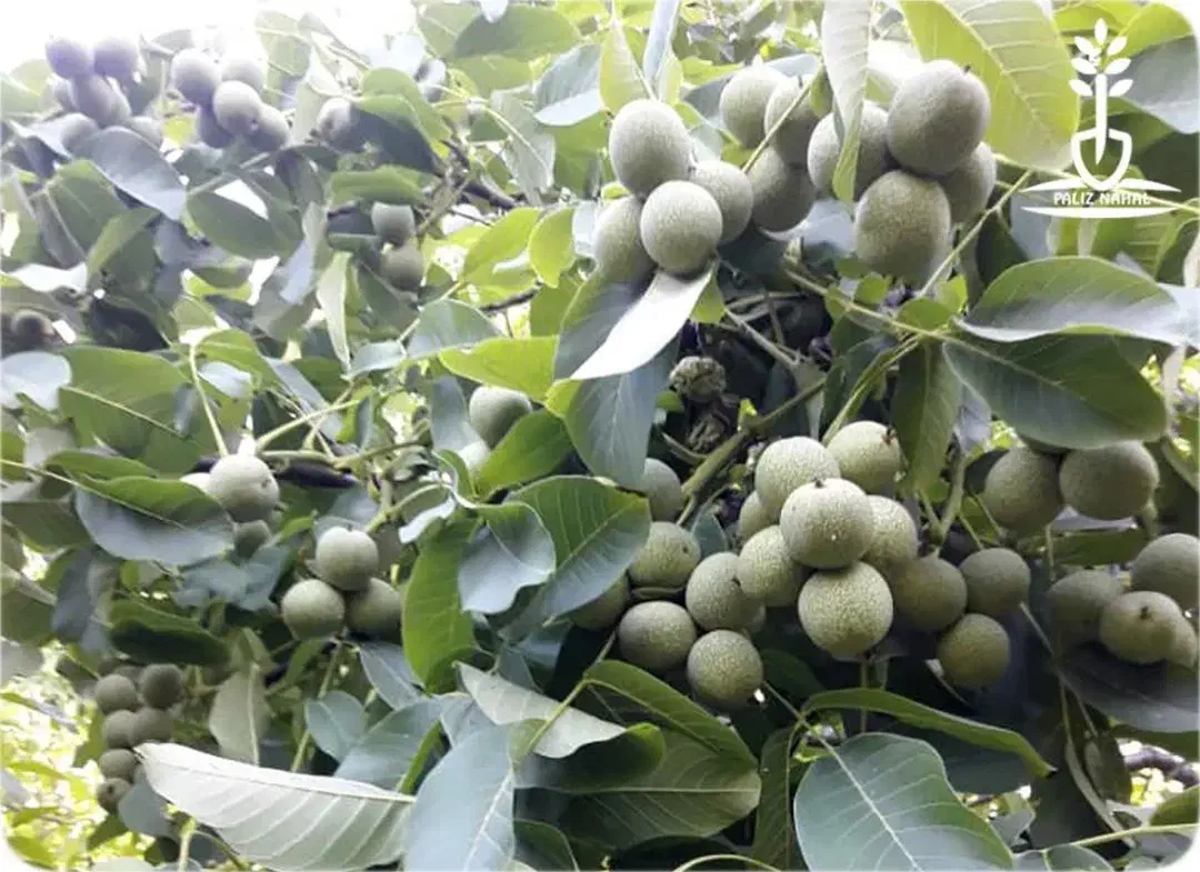 نهالستان گردو و پسته های پربار پالیز.|خدمات باغبانی و درختکاری|رامند, |دیوار