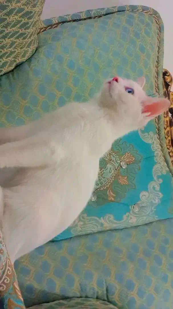 گربه|گربه|یزد, |دیوار
