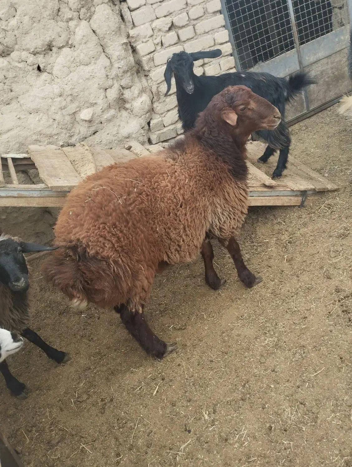 گوسفند تلخاب|حیوانات مزرعه|خنجین, |دیوار