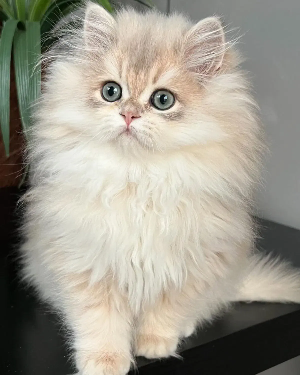 بریتیش لانگ hair|گربه|تهران, زعفرانیه|دیوار