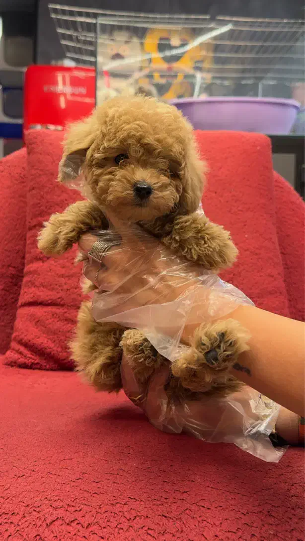 سگ پودل توی|سگ|تهران, باغ فیض|دیوار