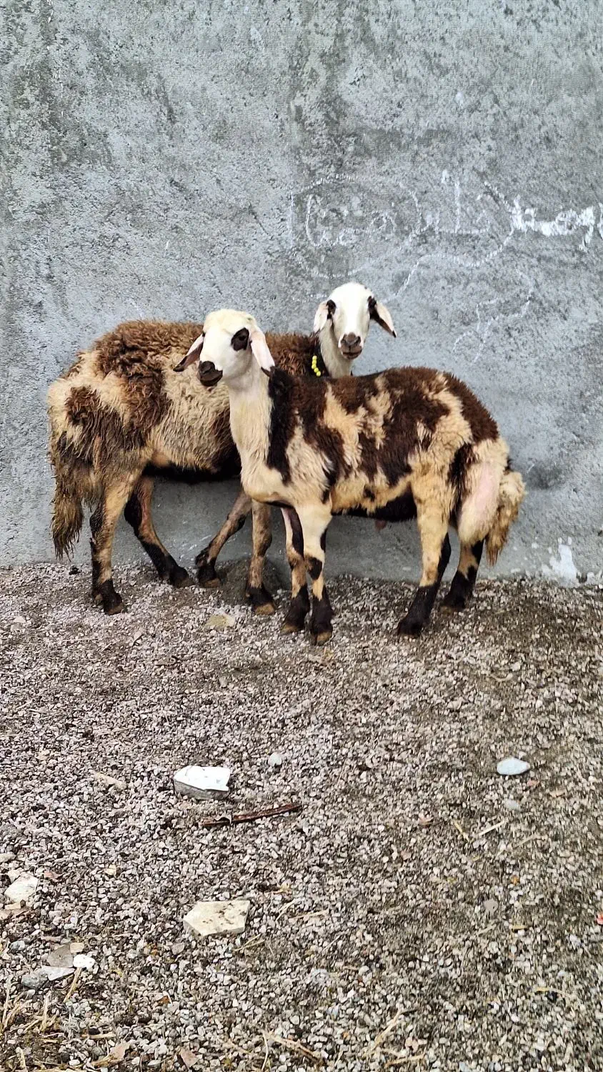 ۱ راس میش و بره پلنگی|حیوانات مزرعه|بروجرد, |دیوار