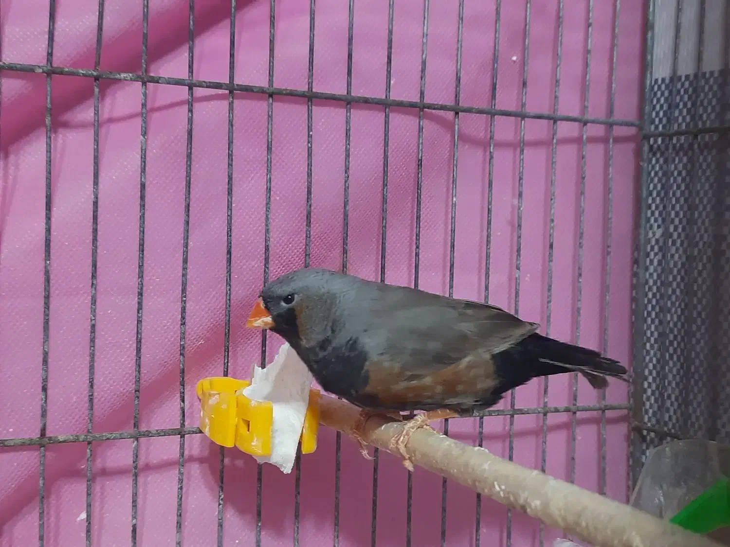 فنچ زبرا شارکول|پرنده|رشت, بازار|دیوار