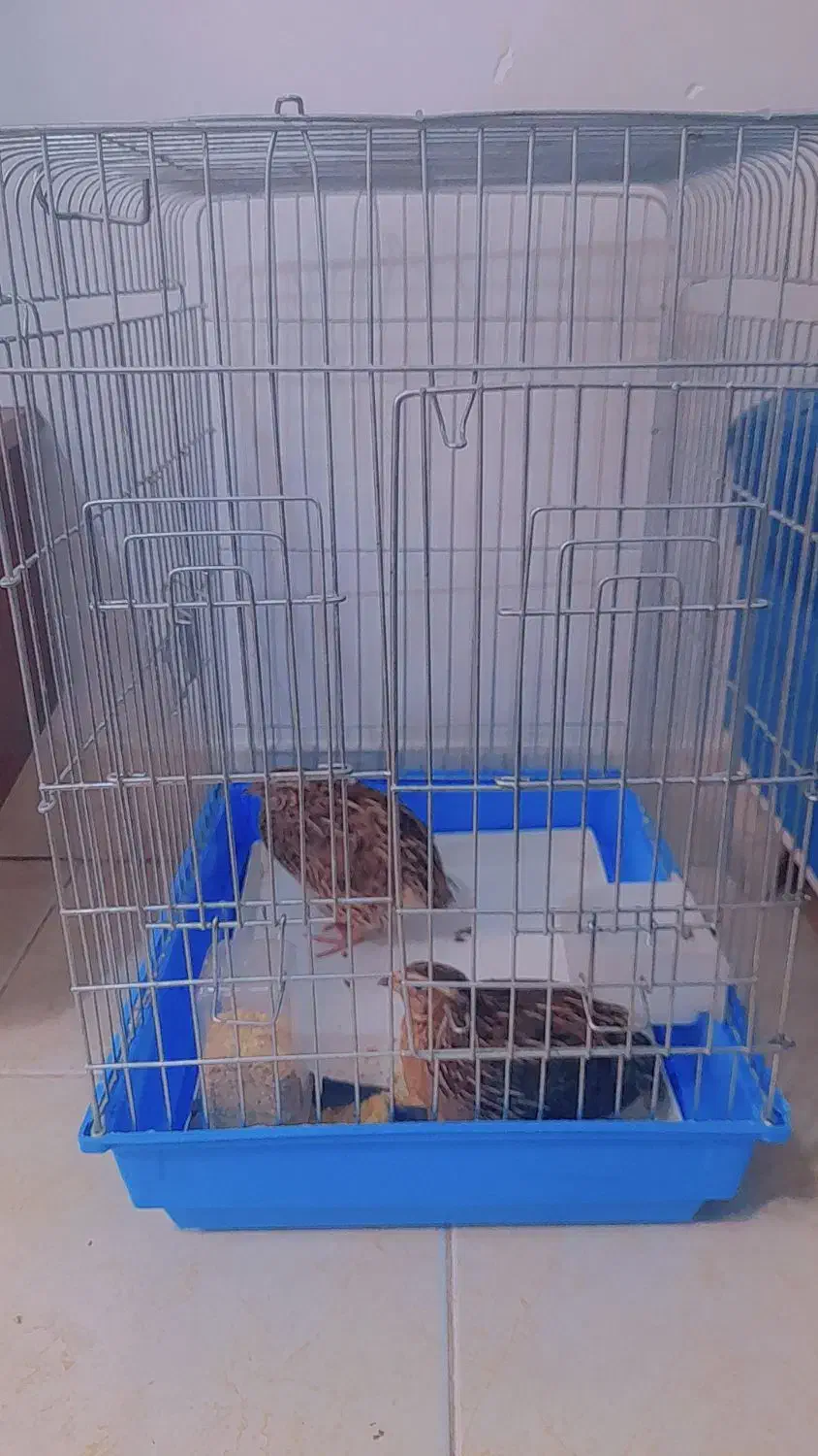 قفس|لوازم جانبی حیوانات|فردیس, شهرک شهید حسینی|دیوار