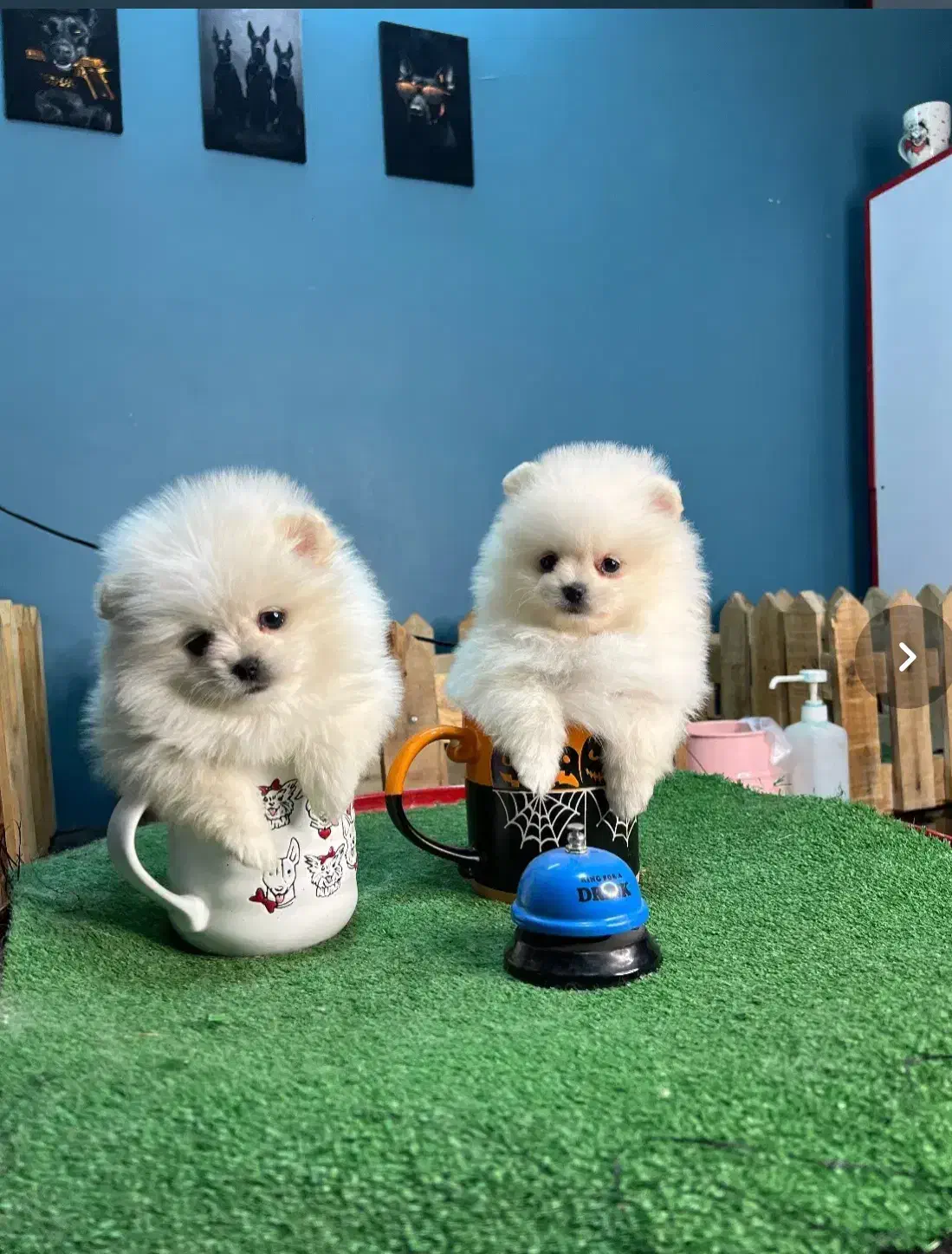 سگ های پامرانین/شیتزو/فنجونی|سگ|شیراز, تاچارا|دیوار