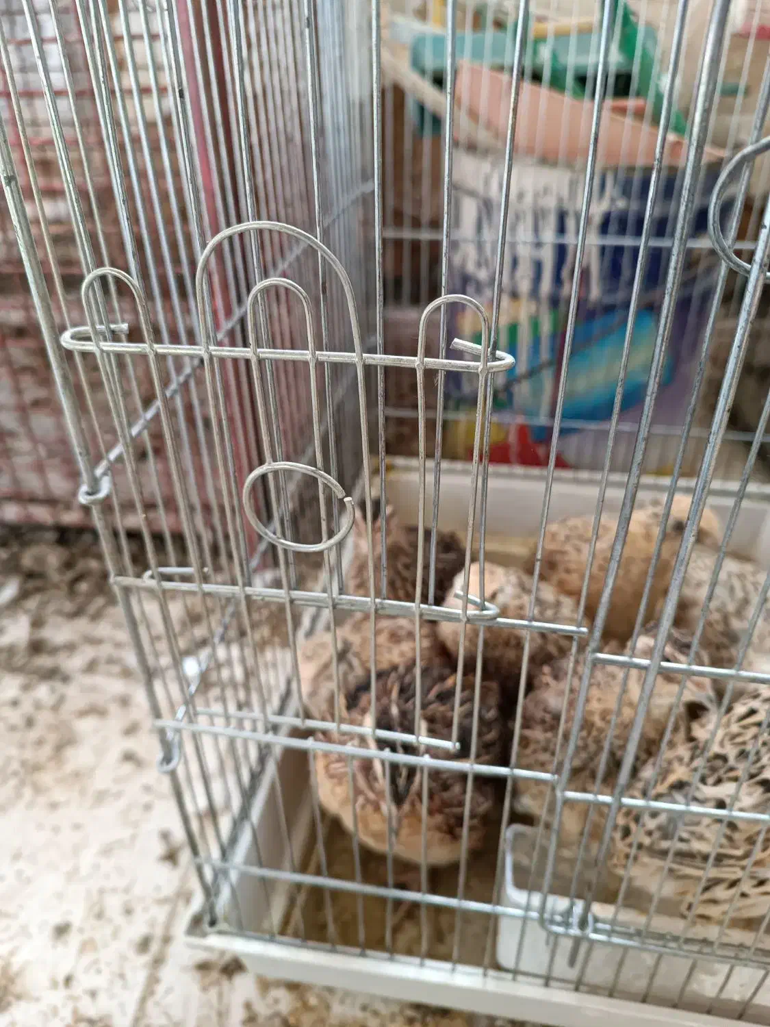 بلدرچین تخمگذار|حیوانات مزرعه|صحنه, |دیوار