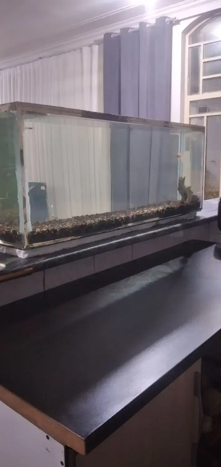 اکفاریوم|ماهی|بروجرد, |دیوار