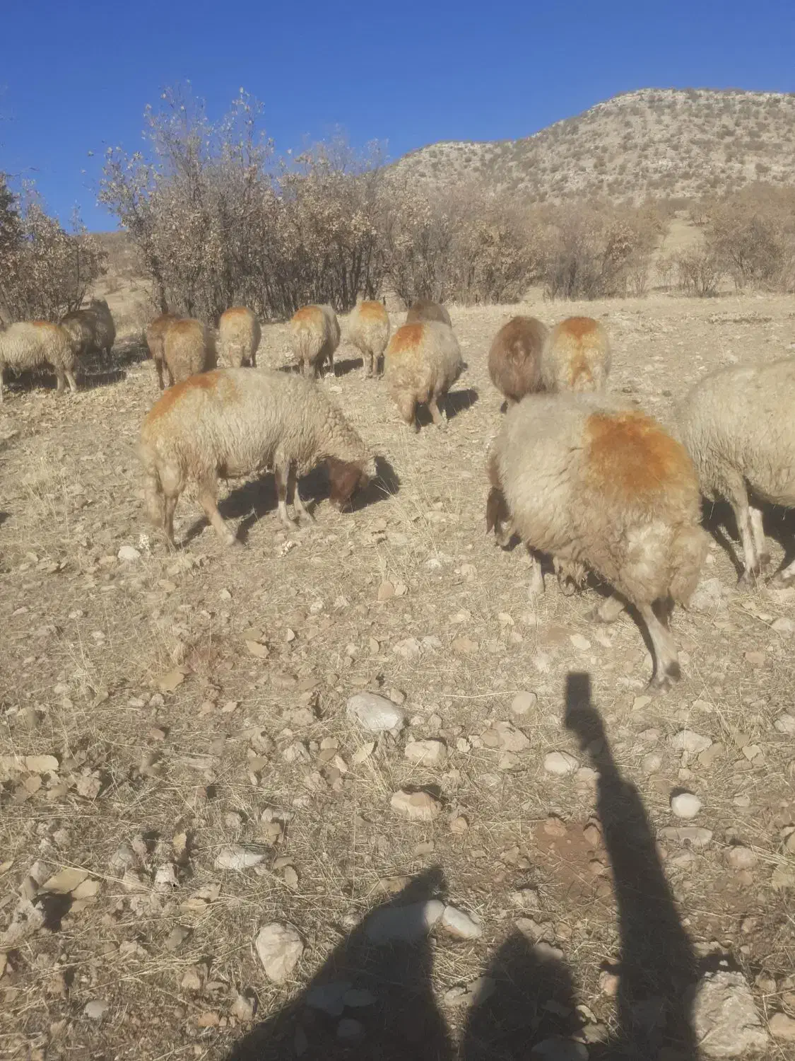 گوسفندداشت|حیوانات مزرعه|گهواره, |دیوار