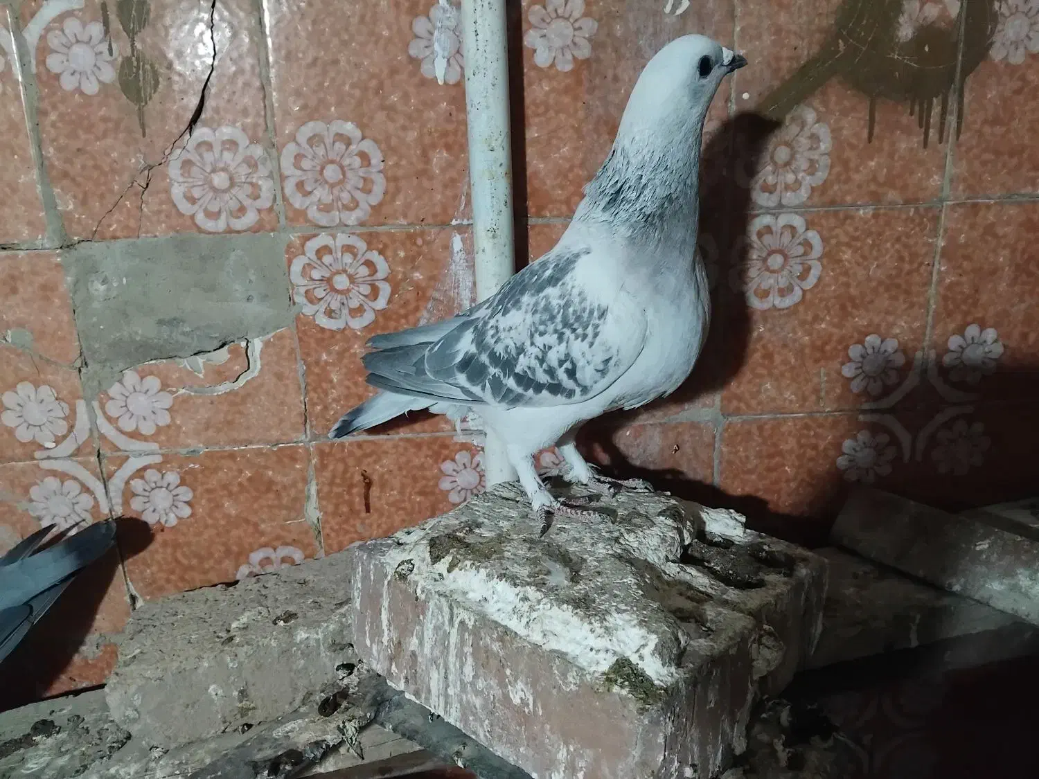 جفت بدرنگ|پرنده|کرمان, |دیوار