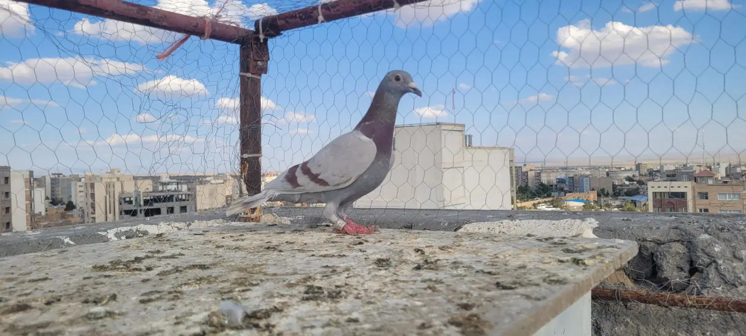 کفتر|پرنده|سبزوار, پاسداران|دیوار